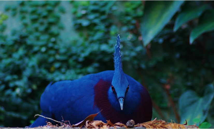 Goura de Victoria (Goura victoria) au jardin tropical du Naturospace en Normandie