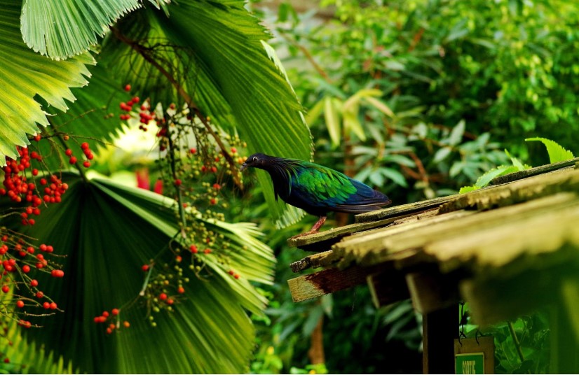 Rouloul couronné (Rollulus rouloul) au jardin des papillons de Honfleur