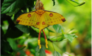 Naturospace. jardin des papillons de Honfleur en normandie