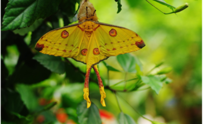 Naturospace. jardin des papillons de Honfleur en normandie
