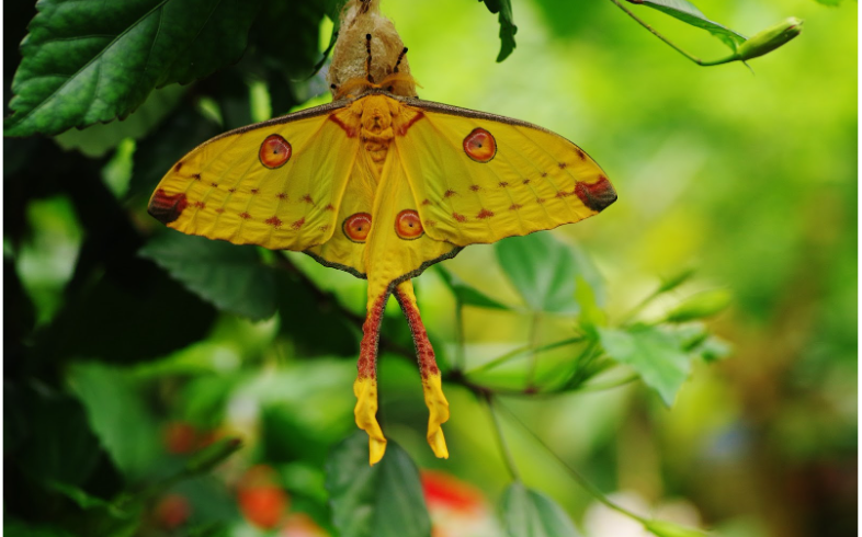 Naturospace. jardin des papillons de Honfleur en normandie