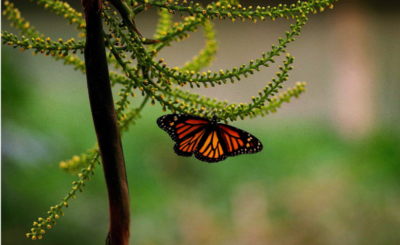 Cycle de vie de papillon , voyage au Naturospace Honfleur