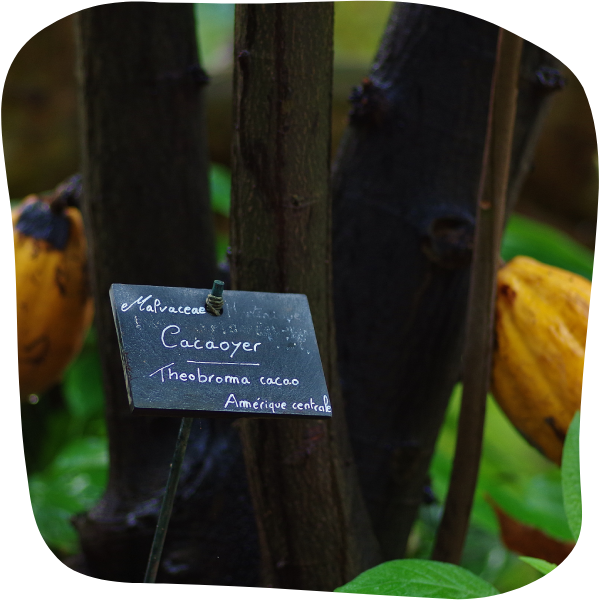 Cacaoyers