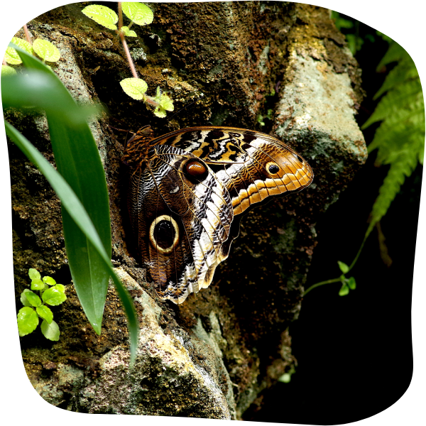 Caligo se camouflant