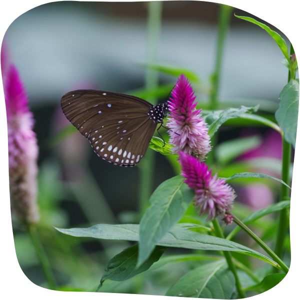 Euploea se nourrissant