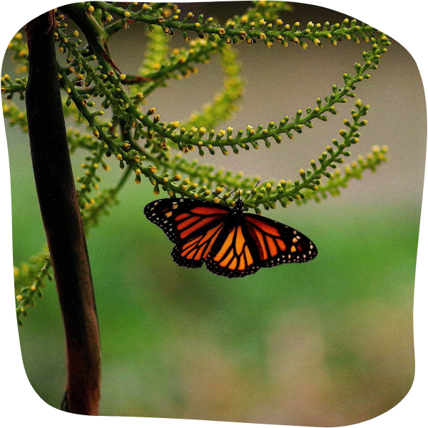 Monarque qui se nourrit