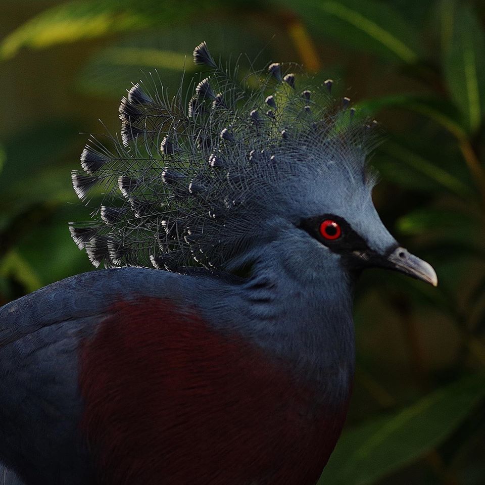 goura de scheepmaker bij Naturospace Honfleur in Normandië