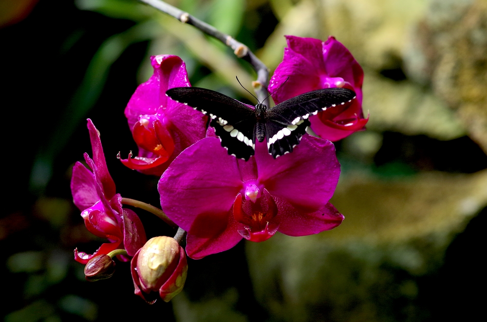 papillon exotique Archaeoprepona au Naturospace Honfleur