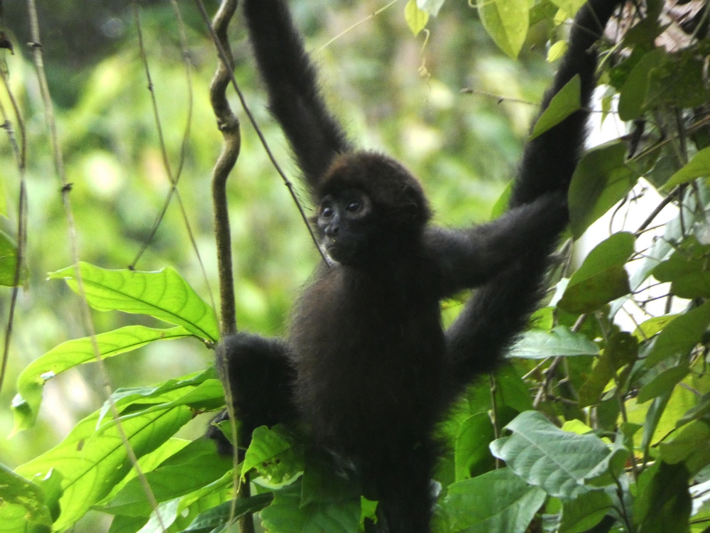 Ateles fusciceps 6 site Manabi