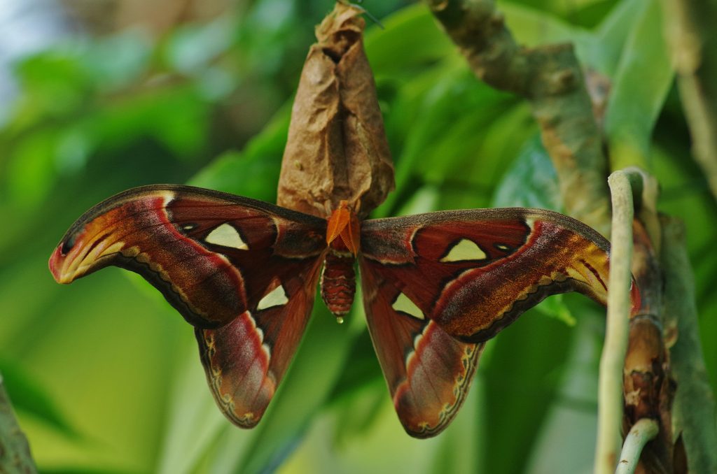 Attacus atlas scaled