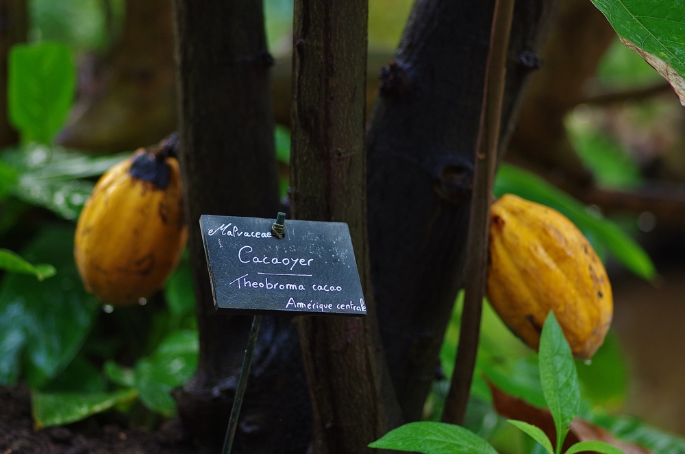où voir un cacaoyer en France