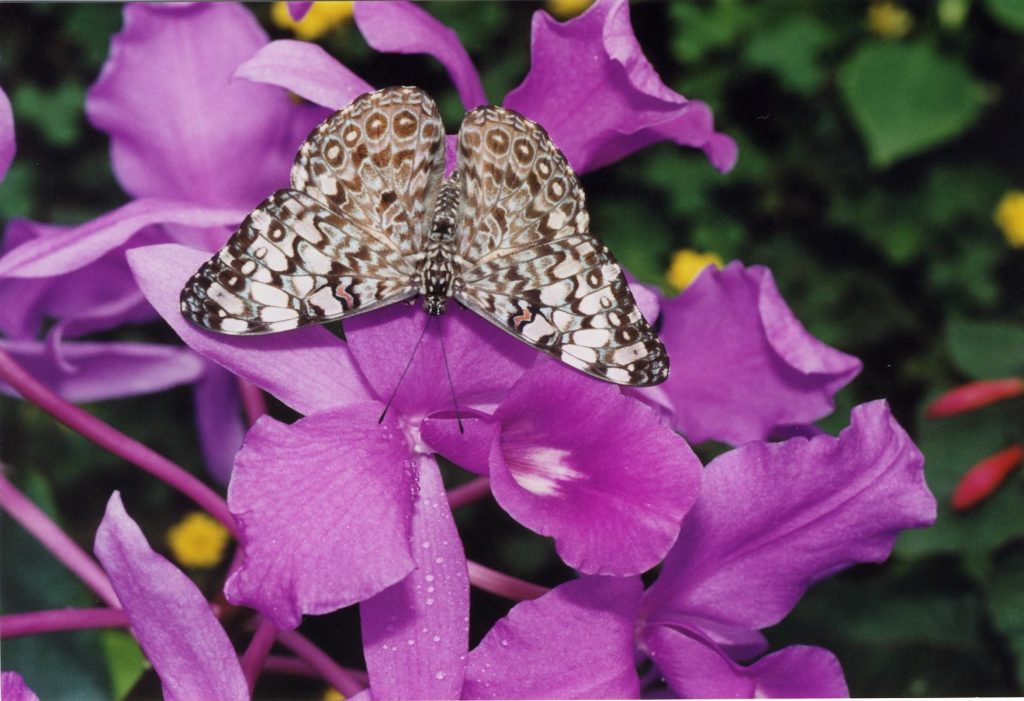 Hamadryas vlinder op orchideeën