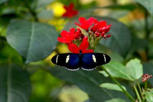 Heliconius2 2 scaled