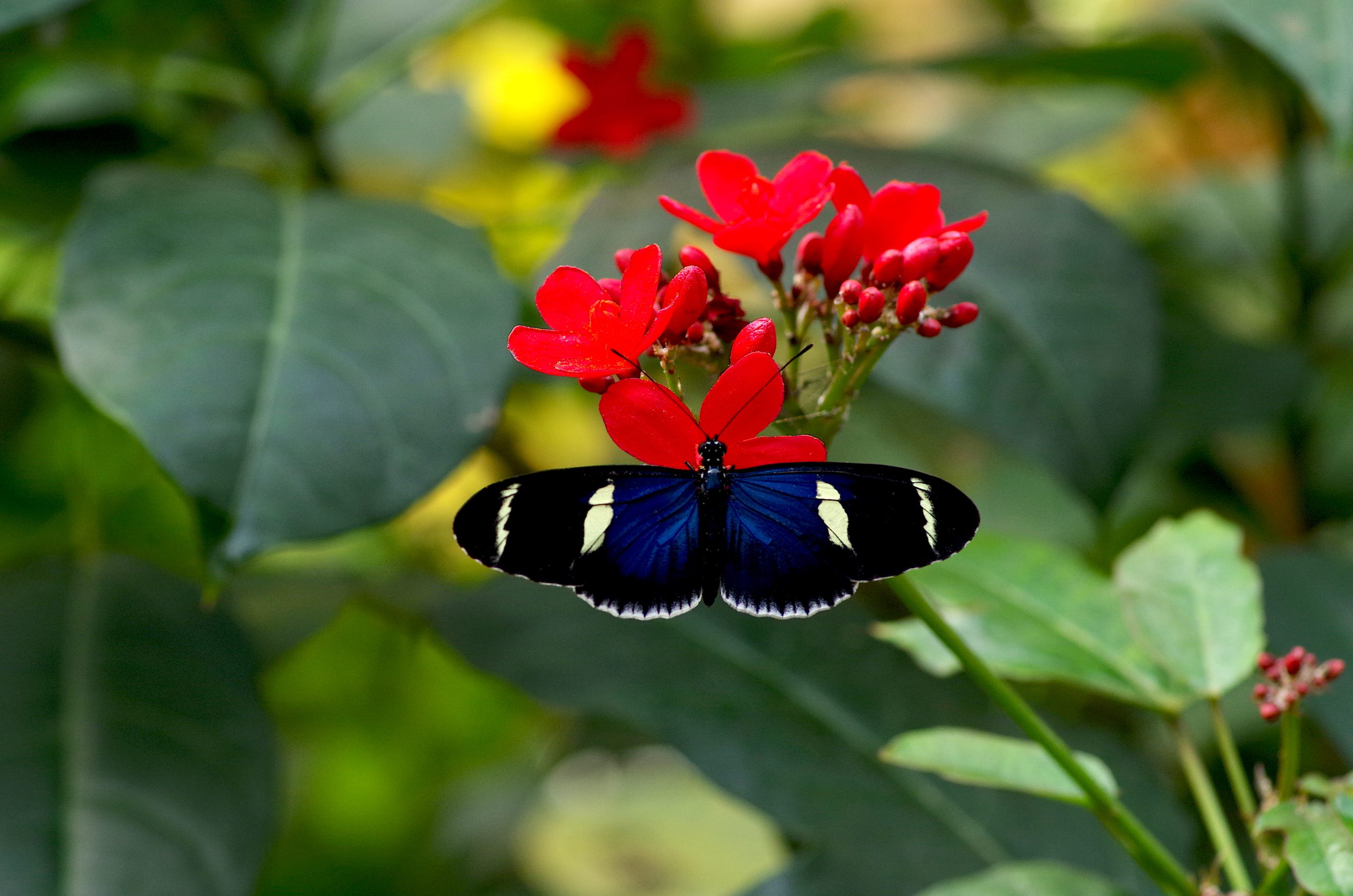 Heliconius2 2 scaled