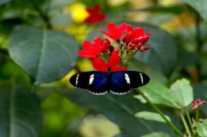 Heliconius2