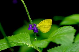 IMGP2774 1 compressor