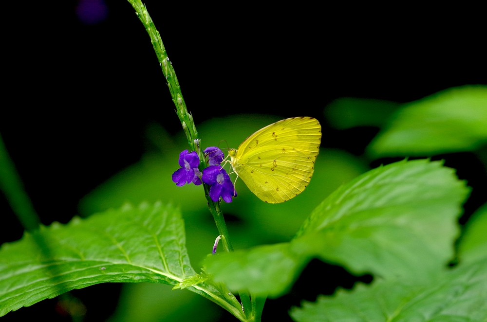 IMGP2774 1 compressor