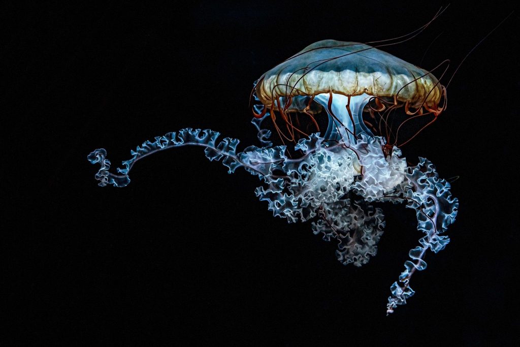 La méduse : Claudine THIMISTER (Belgique) 'Sinueuse"