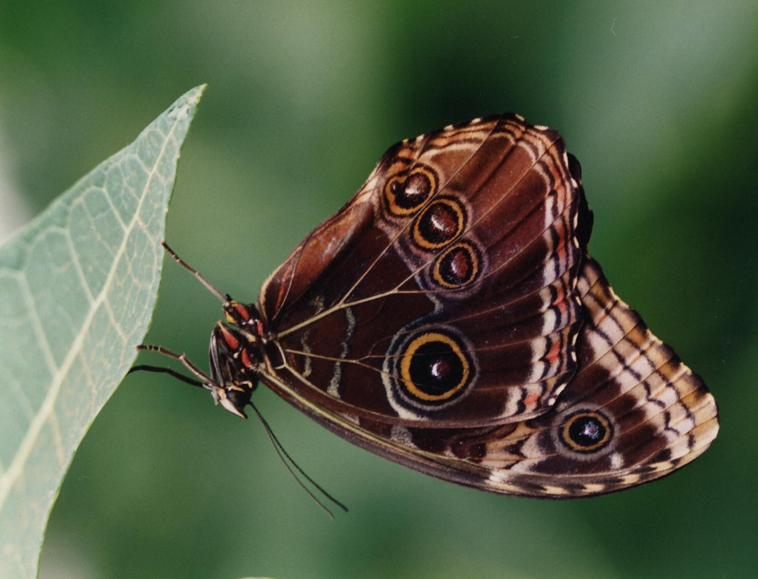 Mopho pelleides Costa Rica 2 copie