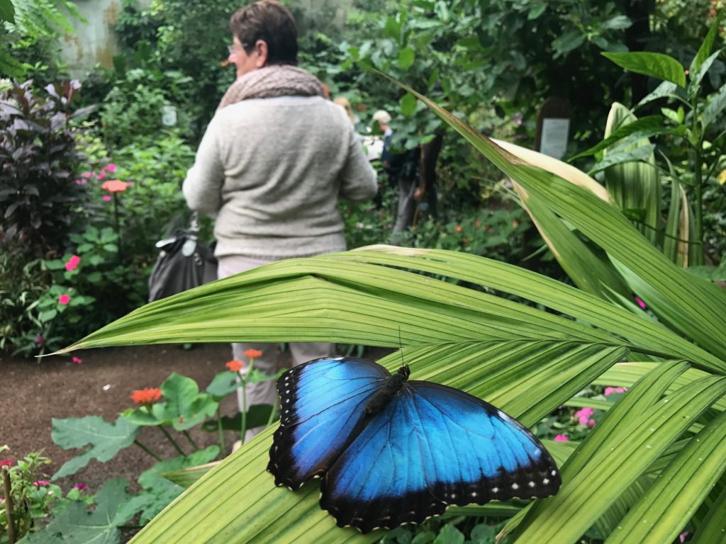 morpho vlinder bij Naturospace Honfleur