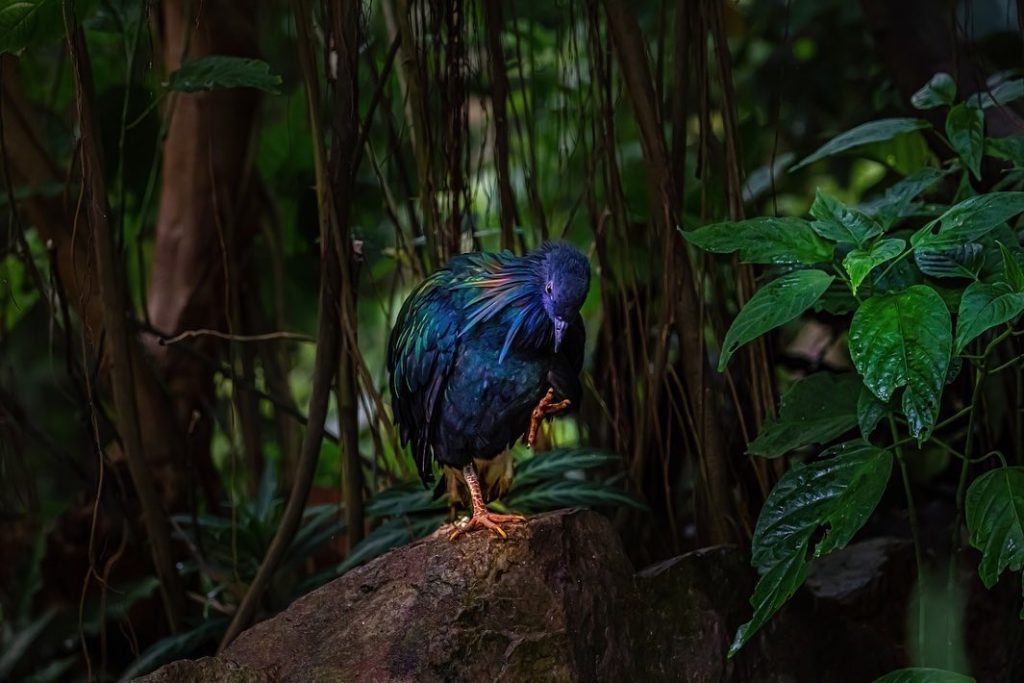nicobarduif in Honfleur.