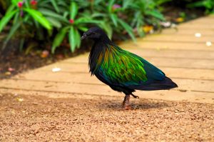 Pigeon de Nicobar scaled