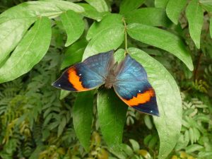 kallima inachus malaisie
