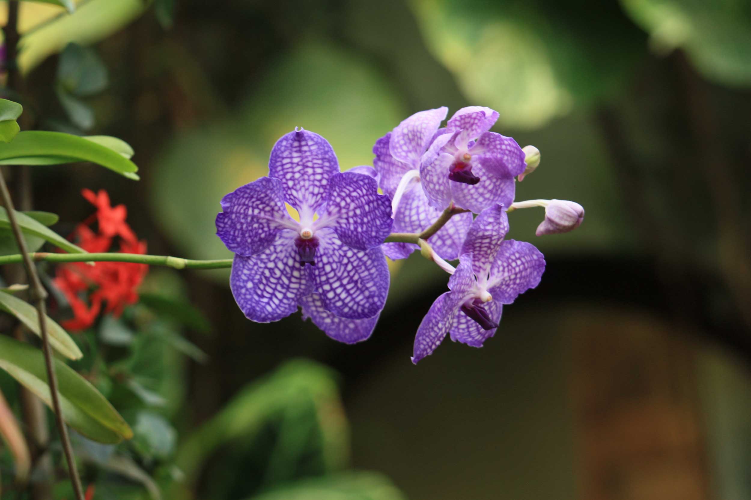 orchidee vanda
