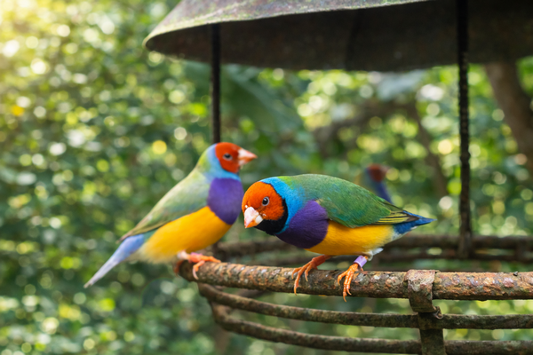 Zoo en Normandie : découvrez une expérience tropicale unique à Honfleur
