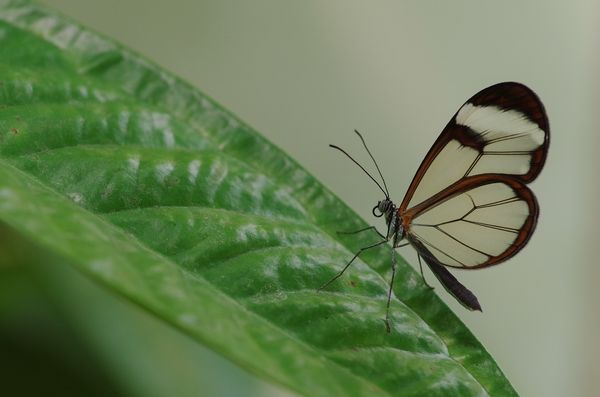 Parc zoologique Naturospace Honfleur Normandie, Pourquoi les papillons sont-ils importants ?