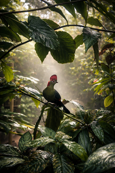 Touraco de Fisher au Naturospace, un jardin tropical posé en pleine Normandie