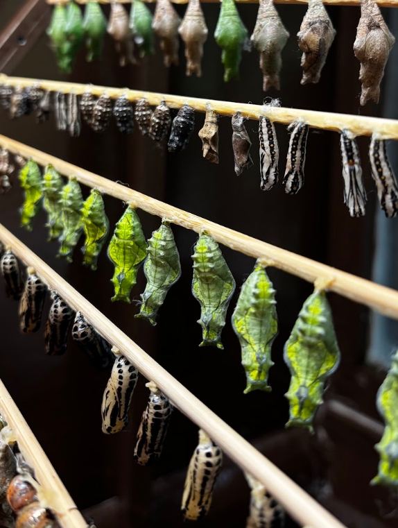 Quelles espèces de papillons tropicaux sont visibles à Honfleur ?