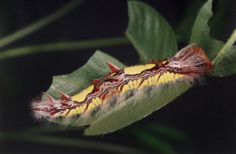 Chenille Morpho peleides, à voir quand il fait chaud à Honfleur
