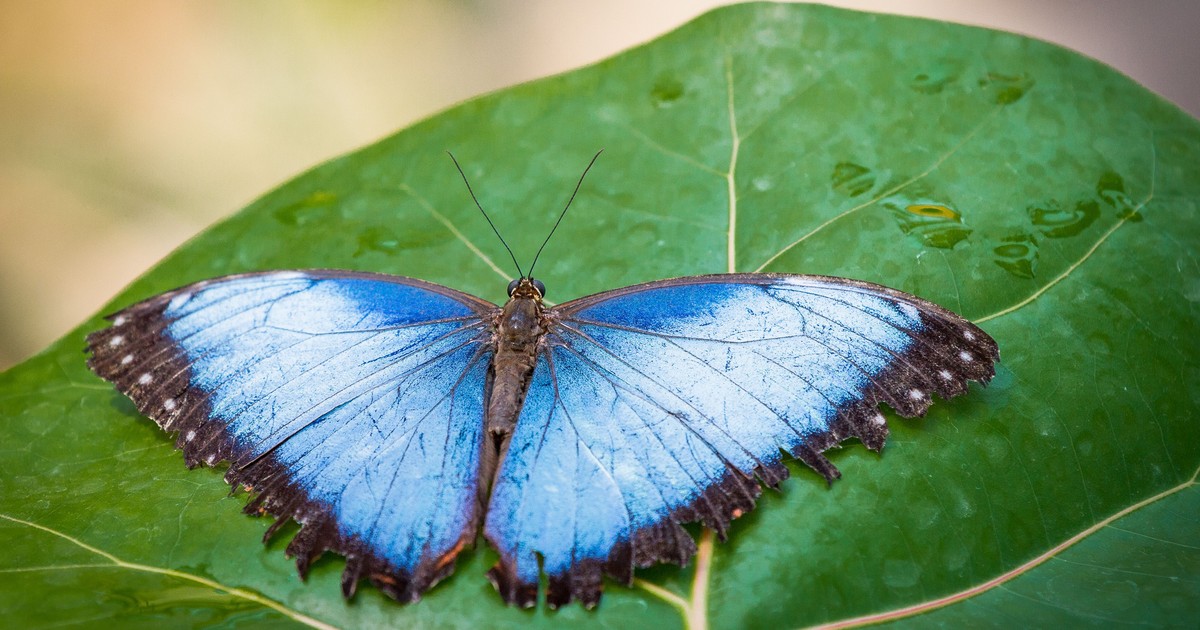 papillon bleu morpho naturospace