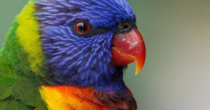 voliere oiseaux tropicaux lori naturospace