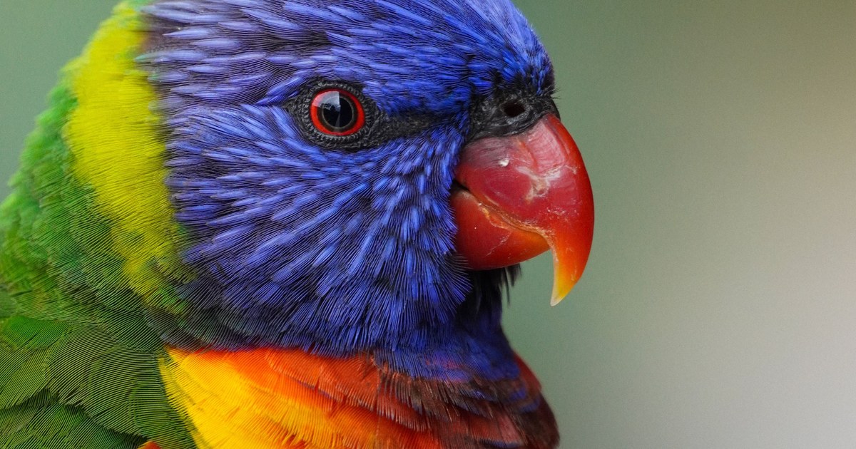 voliere oiseaux tropicaux lori naturospace