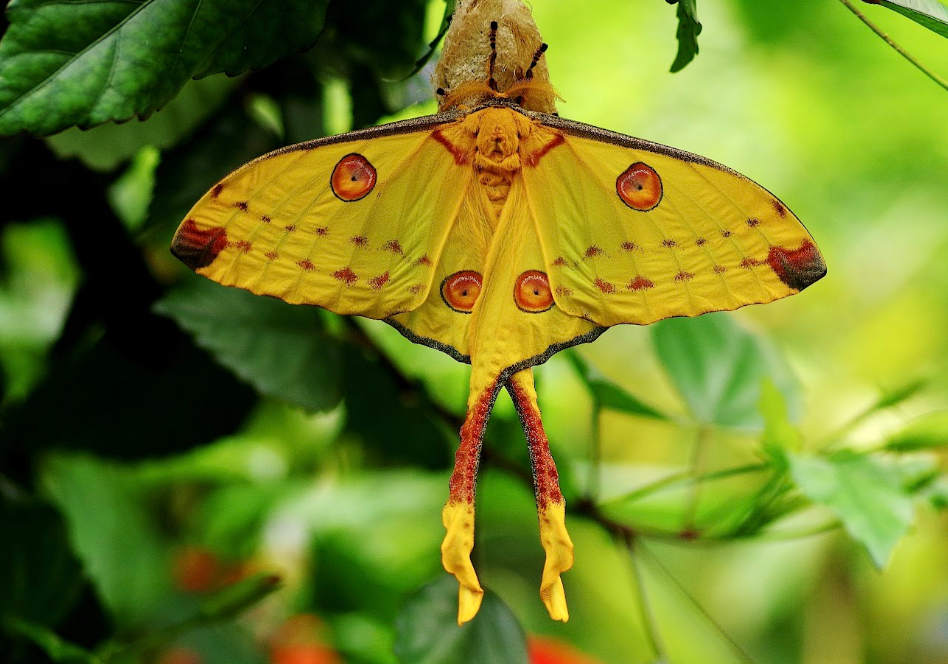Argema mittrei, papillon exotique à admirer au Naturospace Honfleur