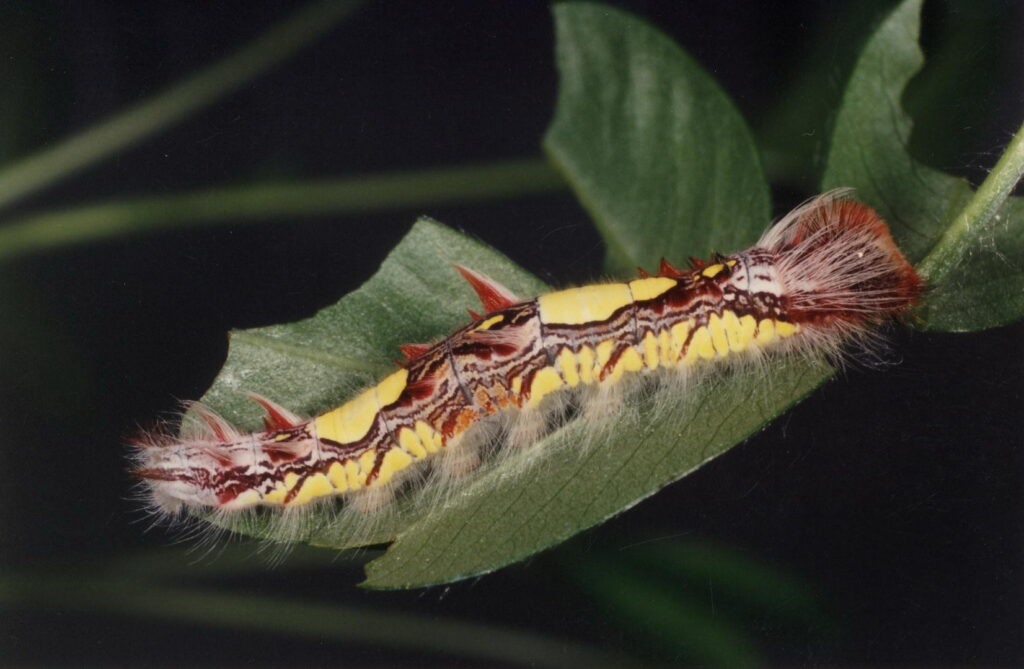 Chenille Morpho peleides visible à la serre à papillons de Honfleur