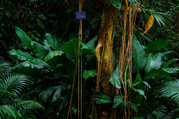 Un Ficus laurifolia, plante exotique visible au Naturospace, parc animalier unique en Normandie