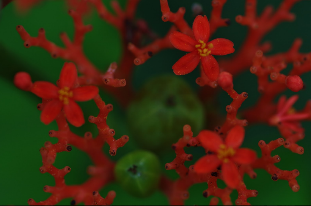 Fleurs de Jatropha podagrica, forêt tropicale du Naturospace Honfleur