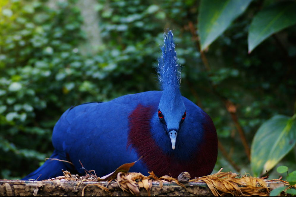 visiter un zoo en Normandie, voir un Goura de Victoria
