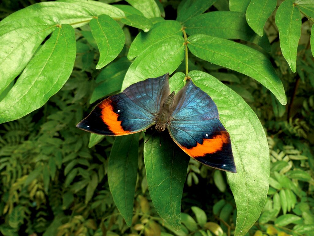 papillon Kallima paralekta au Naturospace Honfleur