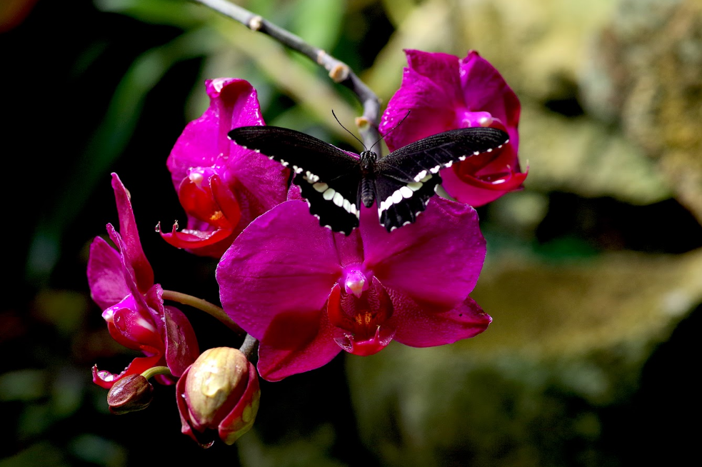 papillon tropical Papilio polytes, à voir au parc animalier du Naturospace en Normandie