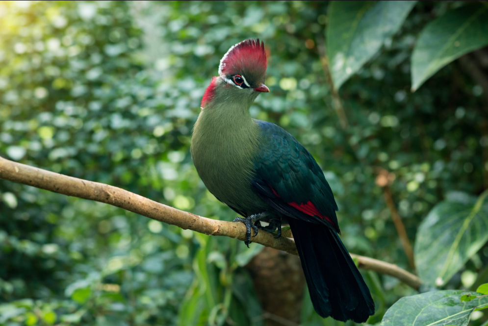 Touraco de Fisher, oiseau exotique visible au Naturospace Honfleur