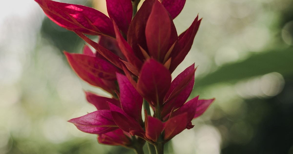 fleurs tropicales couleurs flamboyantes naturospace pexels 8961905