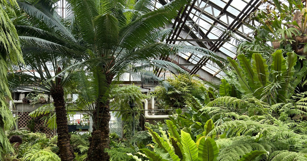 jardin tropical naturospace pexels 37526673