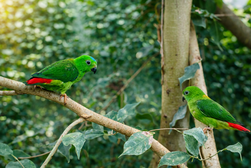 Coryllis à tête bleue, visible au parc animalier du Naturospace