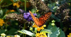 que faire a honfleur naturospace pexels 20989376