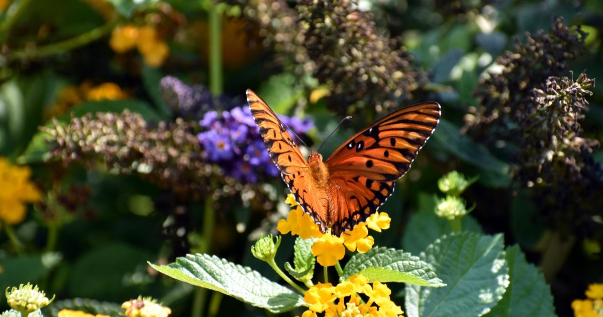 que faire a honfleur naturospace pexels 20989376